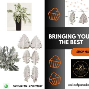 silver ragwort leaf veiner